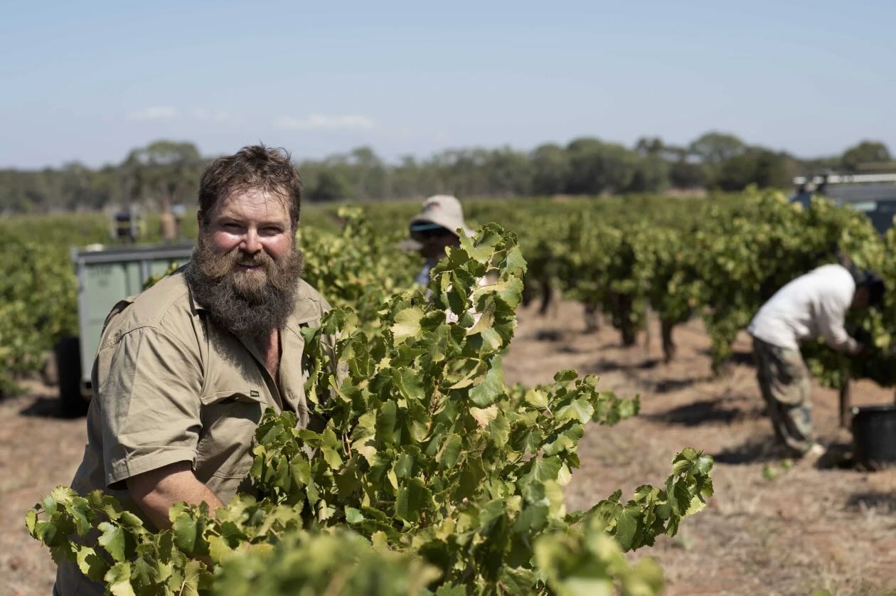 Winemaker and viticulturist Adrian Hoffman in one of his family’s north Barossa vineyards. Supplied ima
